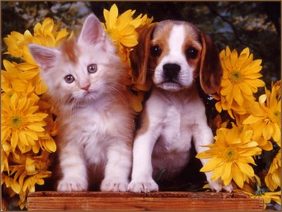 pics of kittens and puppies. puppy and kittens pictures.